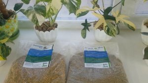 Осмокот для цветов