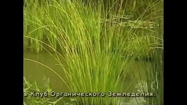 Пруд Какие растения выбрать для пруда смотреть онлайн