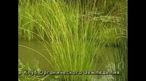 Пруд  Какие растения выбрать для пруда