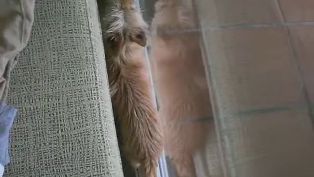 Щенок застрял за диваном смотреть онлайн