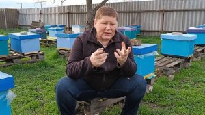 Аскосфероз. Болезни пчел. Как лечить Аскосфероз пчел.