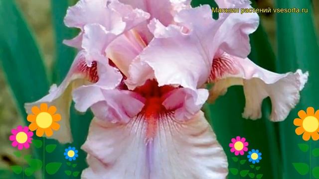 Ирис германский Блашинг Пинк. Краткий обзор, описание характеристик iris germanica Blushing Pink смотреть онлайн