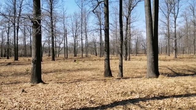 Звуки весеннего дубового леса. смотреть онлайн