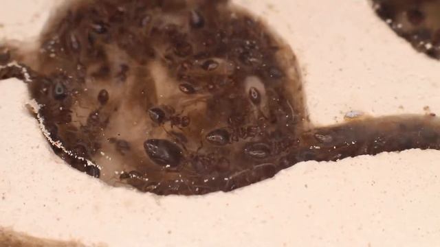 Meranoplus Bicolor — стабильная колония