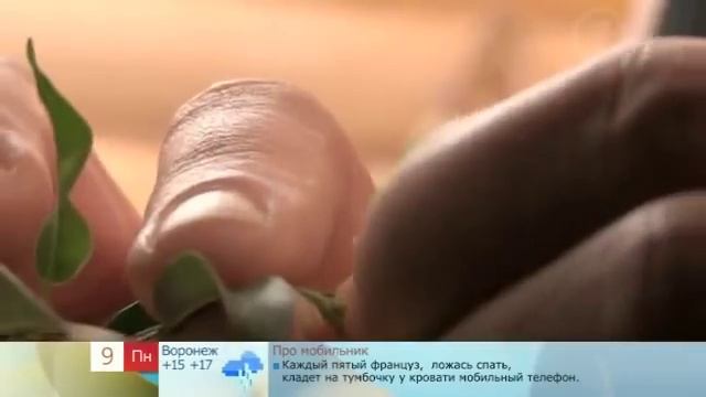Как сформировать крону фикуса смотреть онлайн