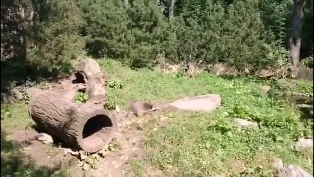 Зоопарк в Гельзенкирхене. Часть 1. смотреть онлайн