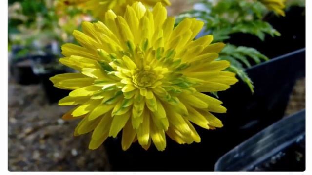 Прекрасный цветок адонис смотреть онлайн