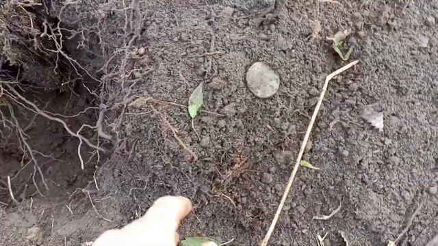 За сотни километров от дома, в поисках древних поселух! Медаль Юрана и царские монеты! смотреть онлайн