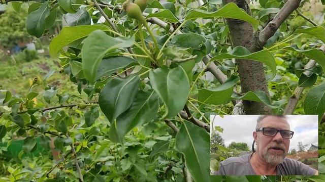 Результат прошлогодней прививки на грушу Алегро.