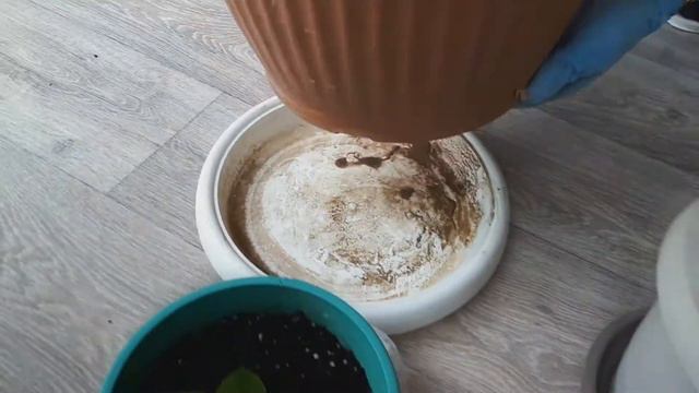 Пересадка ЗАМИАКУЛЬКAСА путем перевала. смотреть онлайн