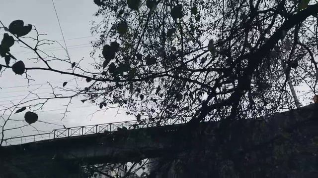 VID 20231108 163559 Баллага (Эзра Паунд)...Павел Васильев Лахтинский смотреть онлайн