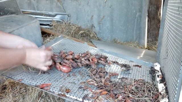 ИЗ ГОРОДА В ДЕРЕВНЮ. ПЛЕТУ КОРЗИНУ ИЗ ТРАВЫ. УБРАЛИ СЕМЕЙНЫЙ ЛУК. КОНСЕРВИРУЮ ОГУРЦЫ НА ЗИМУ. смотреть онлайн