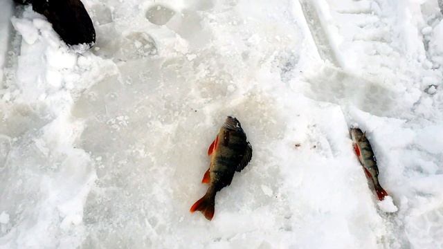 РЫБАЛКА В КРАЮ БЕЛЫХ КУРОПАТОК. Часть1. смотреть онлайн