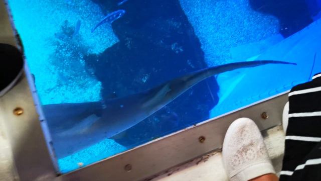 Palma Aquarium Shark смотреть онлайн