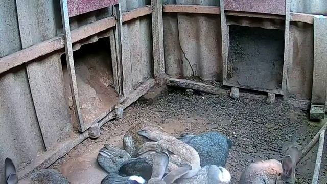 Кроличья яма. Видеонаблюдение. смотреть онлайн