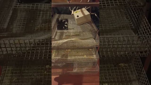 ИНКУБАТОР ТГБ 280 смотреть онлайн