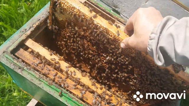 Как обстоят дела на пасеке смотреть онлайн
