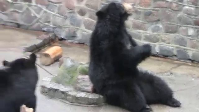 Калининград Зоопарк Гималайские медведи смотреть онлайн