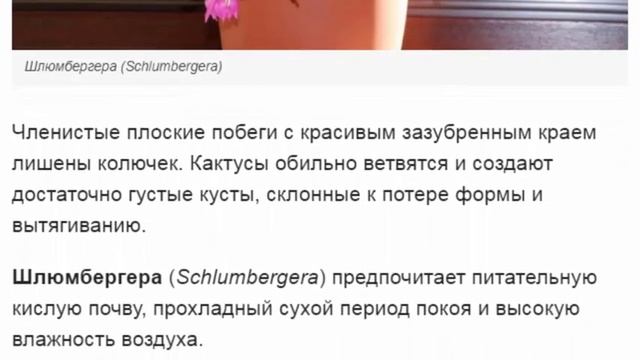 10 лучших ампельных суккулентов