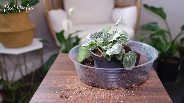 Peperomia Frost (Silver Frost Peperomia) Houseplant Care & Growing Guide - Plant Mom Care