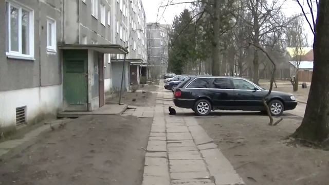 чёрный кот в день кота в Риге на Маскавас 323 1 марта 2014 смотреть онлайн