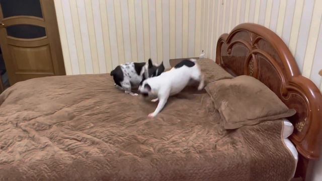 Сказка про французского бульдога, который не любил колбасу! смотреть онлайн