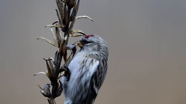 Что едят Чечетки смотреть онлайн