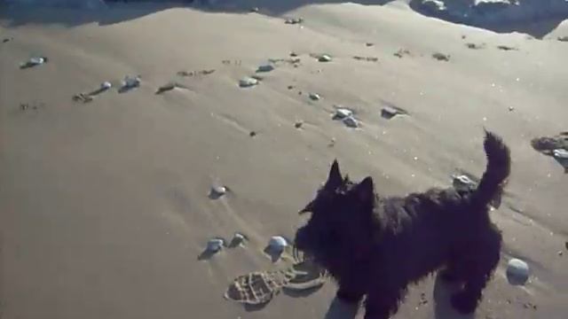 Glen the Scottish Terrier смотреть онлайн