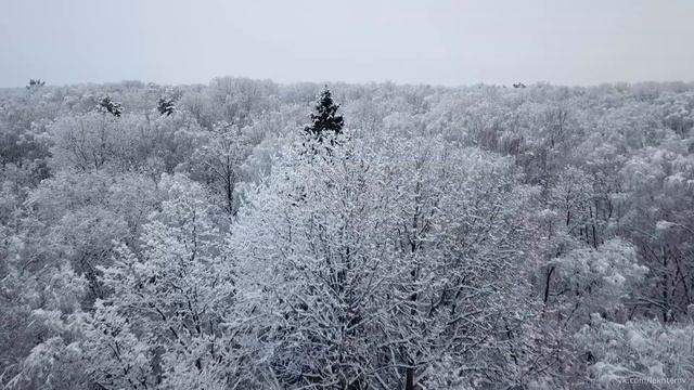 Drone video. Воздушная прогулка по лесу смотреть онлайн