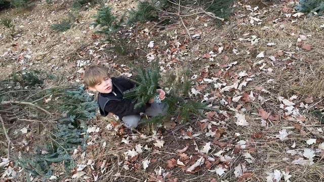 Рождество в Америке. Выбираем елку на ферме! смотреть онлайн