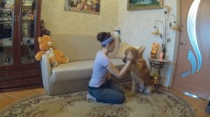 Дрессировка собаки. Трюк: Дай пять
