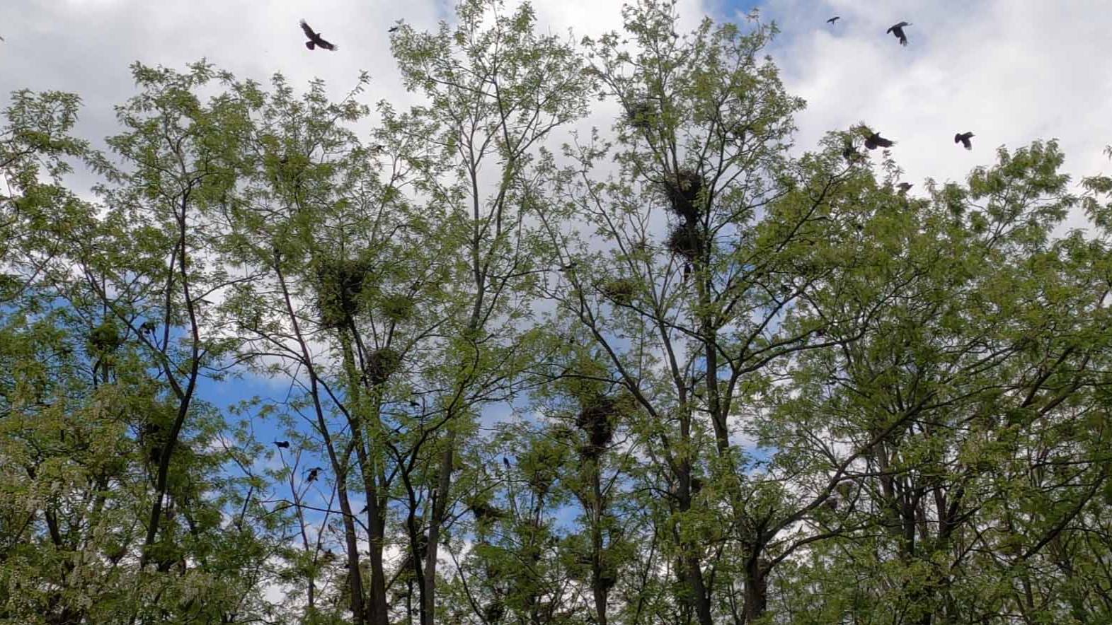 Грачевник. Тельманово смотреть онлайн