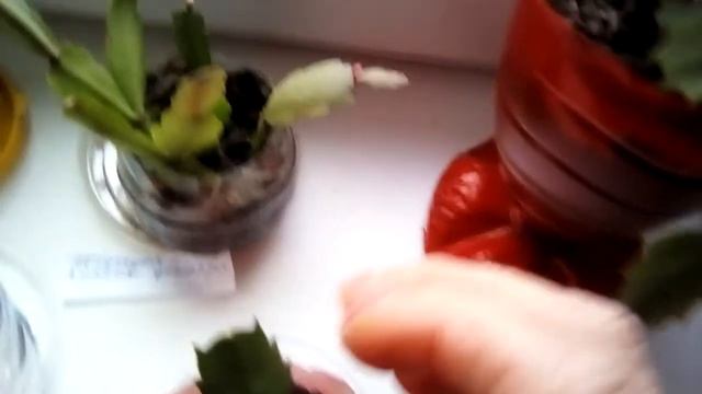 Коллекция декабриста увеличивается. Почему отвалился бутон!? смотреть онлайн