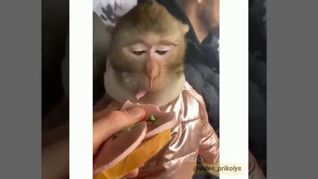 бутер будешь