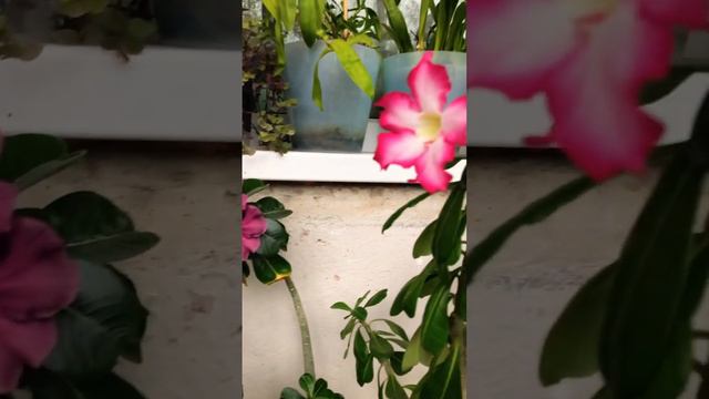 Адениумы цветут#массовое цветение#2023 смотреть онлайн