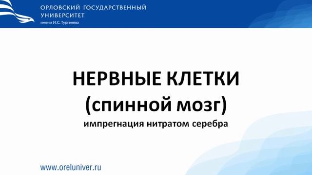Нервная ткань. Нейроны. Гистологические препараты смотреть онлайн