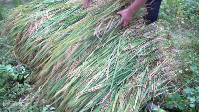 Primitive Skills: How to Harvest Rice? смотреть онлайн