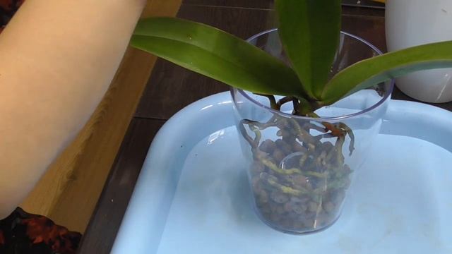 Ставлю орхидею на наращивание корней в моховое гнездо смотреть онлайн