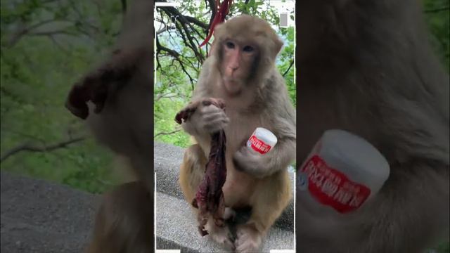 The Best of Monkey Videos - A Funny Eating Monkeys Compilation Ep197 смотреть онлайн