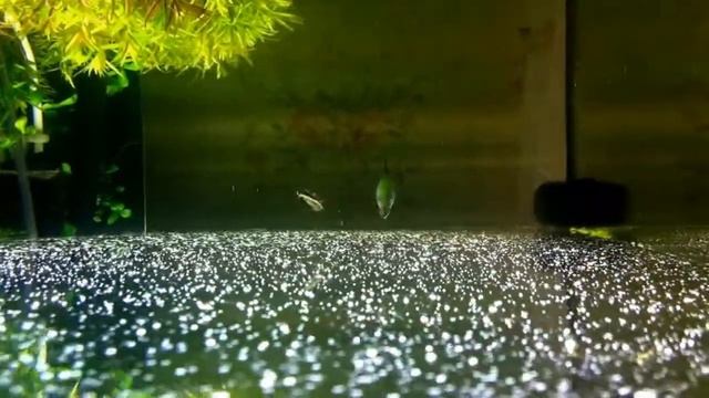 Пецилобрикон (Nannostomus eques) вокруг головы. смотреть онлайн