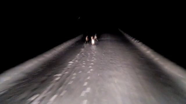 Северные олени. Финляндия. смотреть онлайн