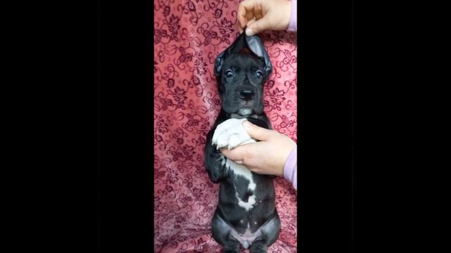 Нарядная девочка, 1 мес 24 дня смотреть онлайн