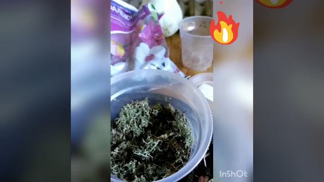 Моя новая #орхидея )))) необыкновенная красотка смотреть онлайн