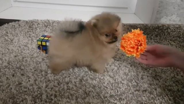 малыш пом цверг шпиц смотреть онлайн