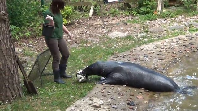 Выступление тюленей в Рижском зоопарке смотреть онлайн