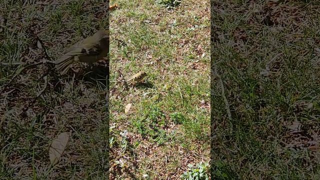 little bird learns to fly #pets_perfection #bigcats #exclusive_wildlife смотреть онлайн