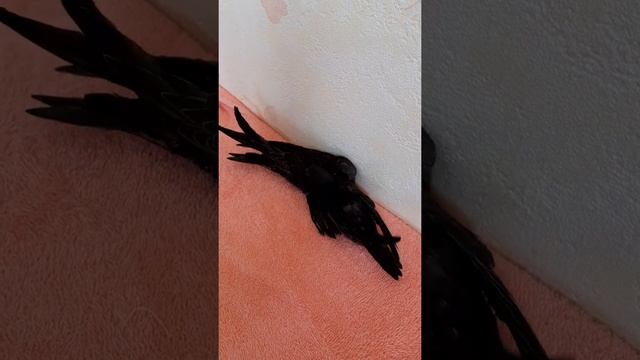 #shorts стрижи спасенные птенцы благополучно выросли Черный стриж Apus apus смотреть онлайн