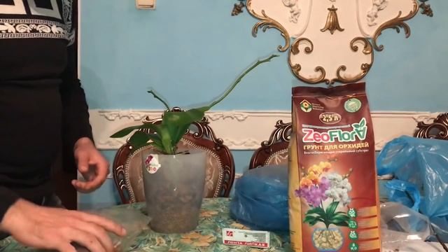 Посадка Орхидеи Лиодоро в классическую закрытую систему, вместо керамзита ZeoFlora.