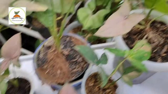 Syngonium Pink Perfection