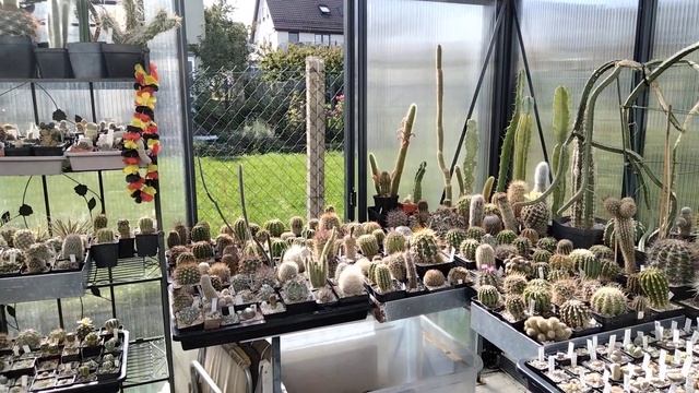 Яичная скорлупа для кактусов.Пересадка астрофитумов.Цветение маммилярии.Cacteen смотреть онлайн